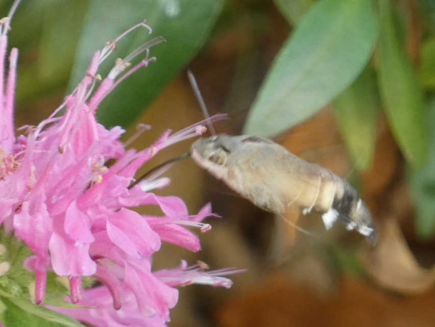 Macroglossum stellatarum - kacsafarkú szender