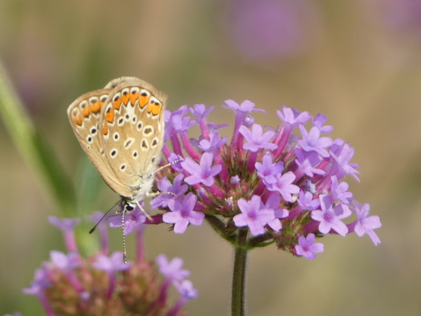 Polyommatus icarus - közönséges boglárka