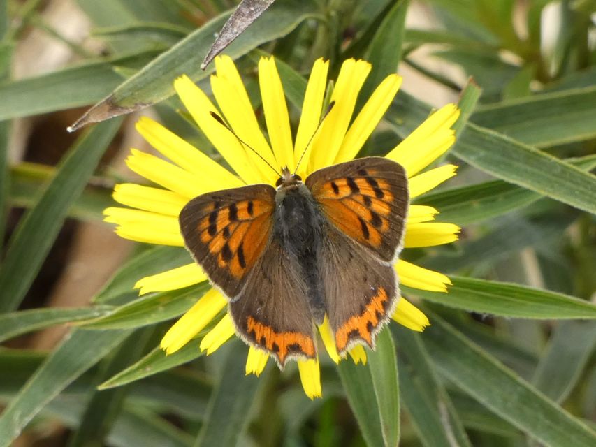 Lycaena phlaeas - közönséges tűzlepke