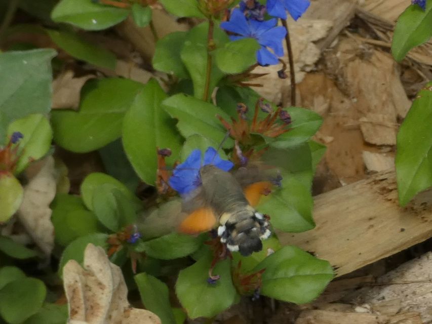 Macroglossum stellatarum - kacsafarkú szender