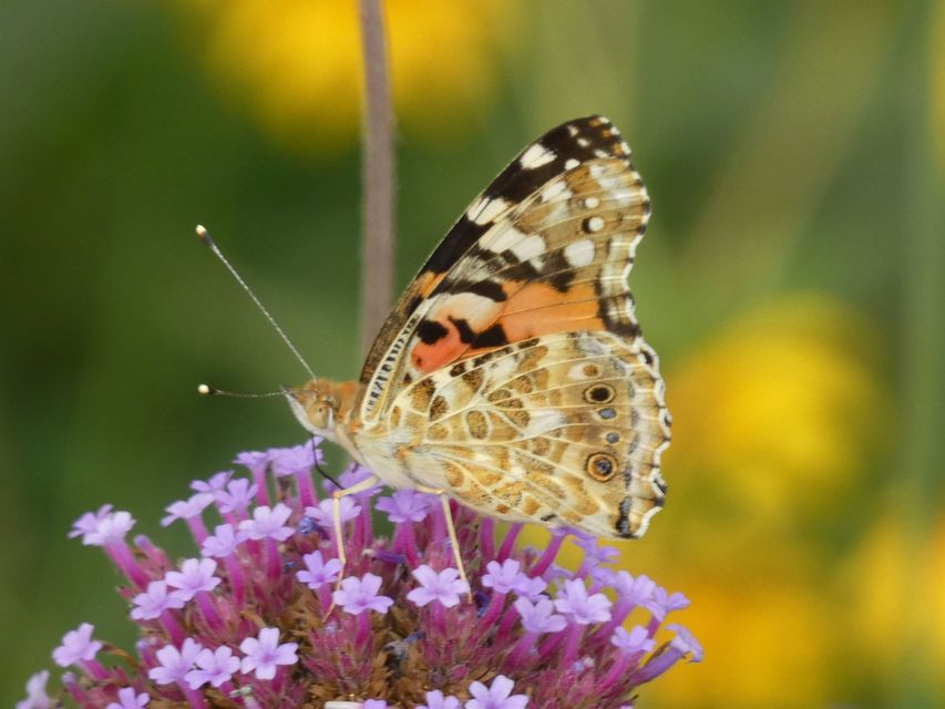 Vanessa cardui - bogáncslepke