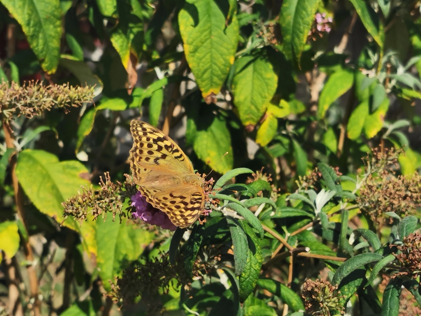 Argynnis pandora - zöldes gyöngyházlepke