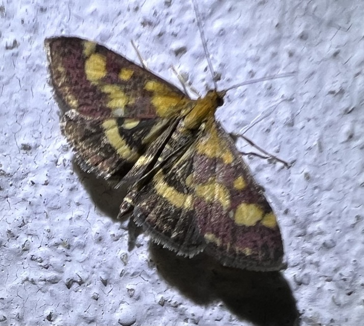 Pyrausta purpuralis - közönséges bíbormoly