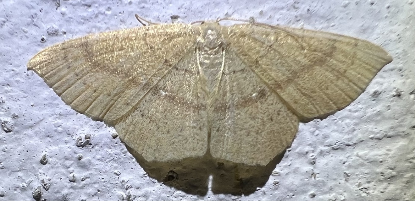 Cyclophora linearia - vonalas pettyesaraszoló