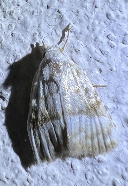 Meganola albula - fehér pamacsosszövő