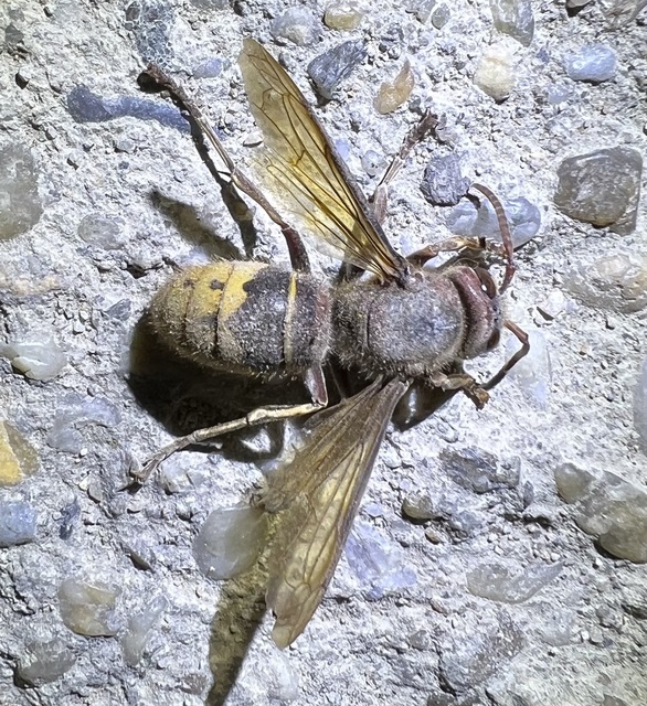 Vespa crabro - lódarázs