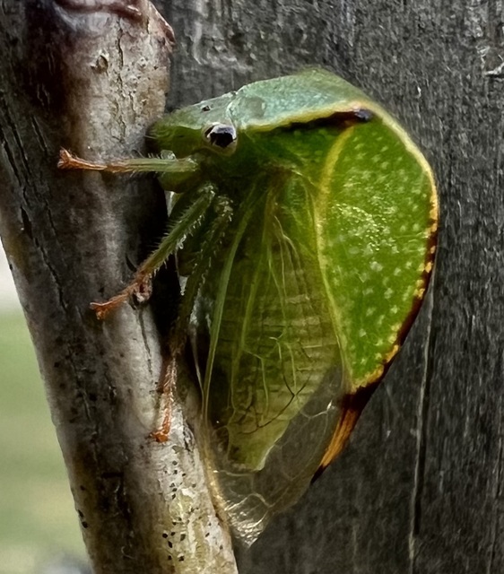 Stictocephala bisonia - bivalykabóca