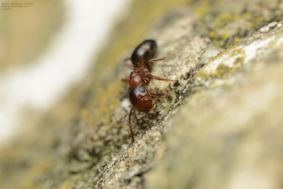 Colobopsis truncata - kapushangya