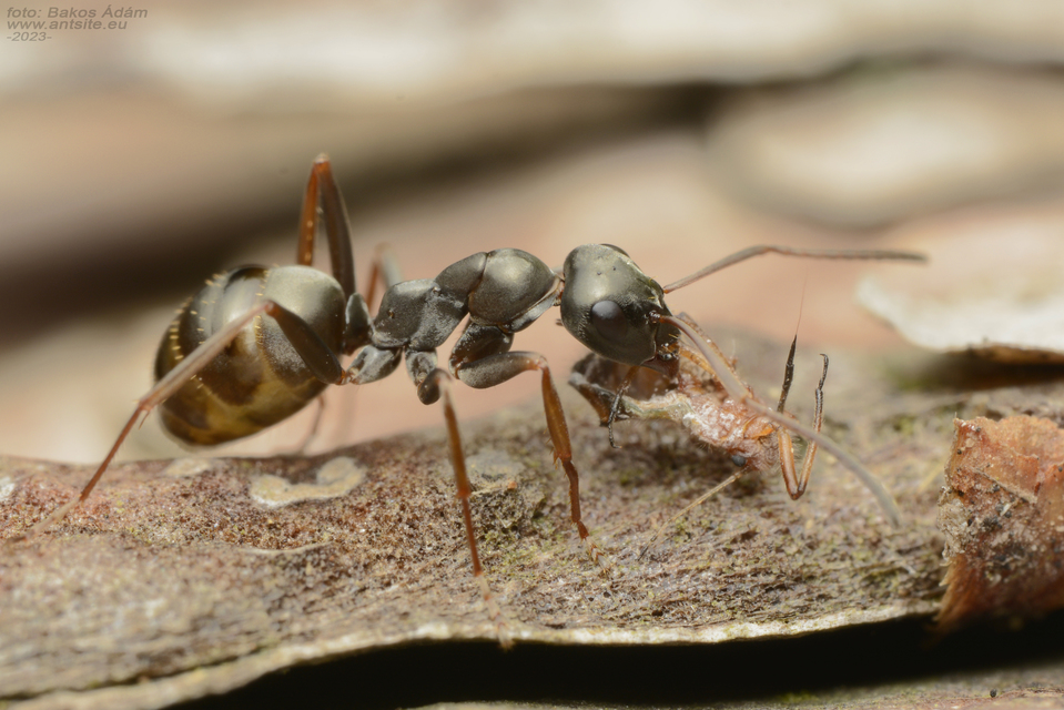 Formica fusca - kormos rabszolgahangya