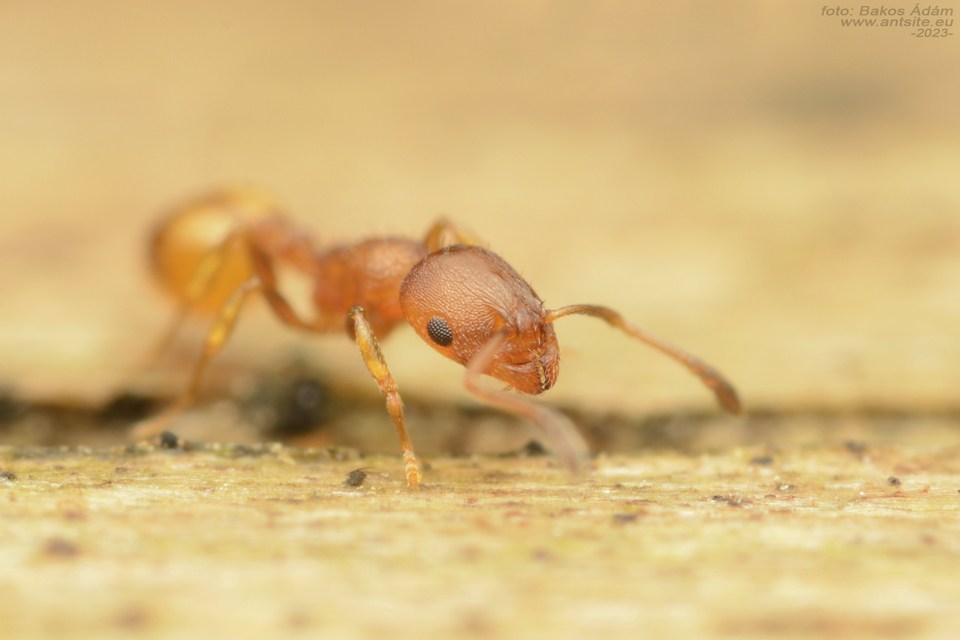Temnothorax unifasciatus - gyűrűs kéreghangya