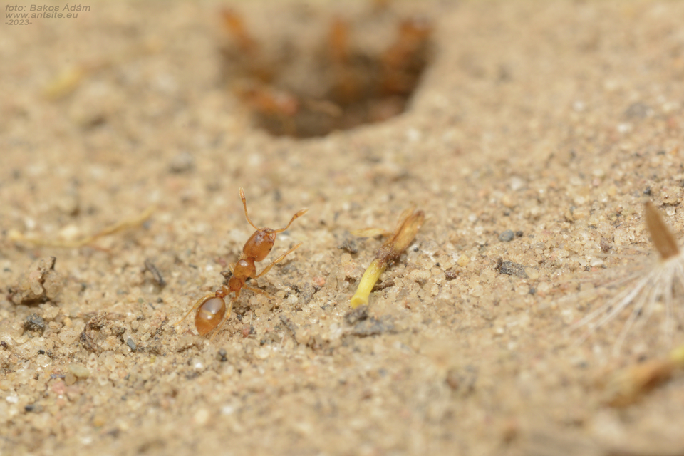 Solenopsis fugax - tolvajhangya