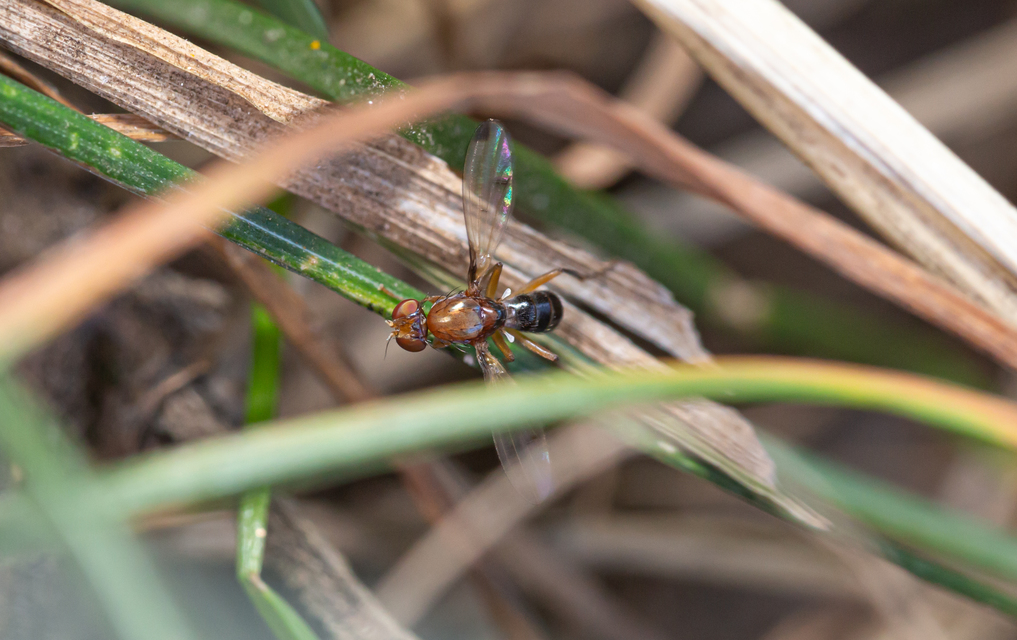 Sepsidae - billegetőlégyfélék
