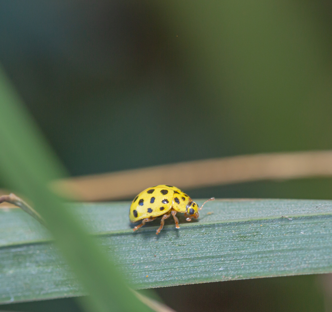 Psyllobora vigintiduopunctata - huszonkétpettyes katica
