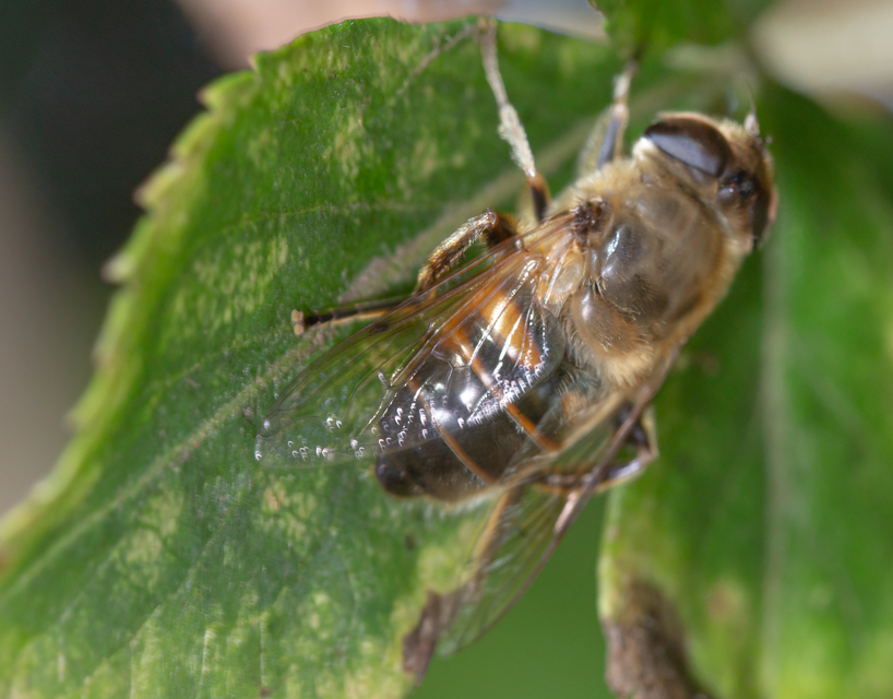 Eristalis tenax - közönséges herelégy