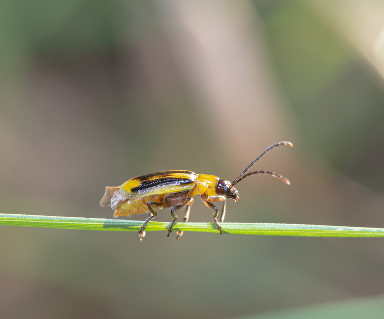 Diabrotica virgifera - amerikai kukoricabogár