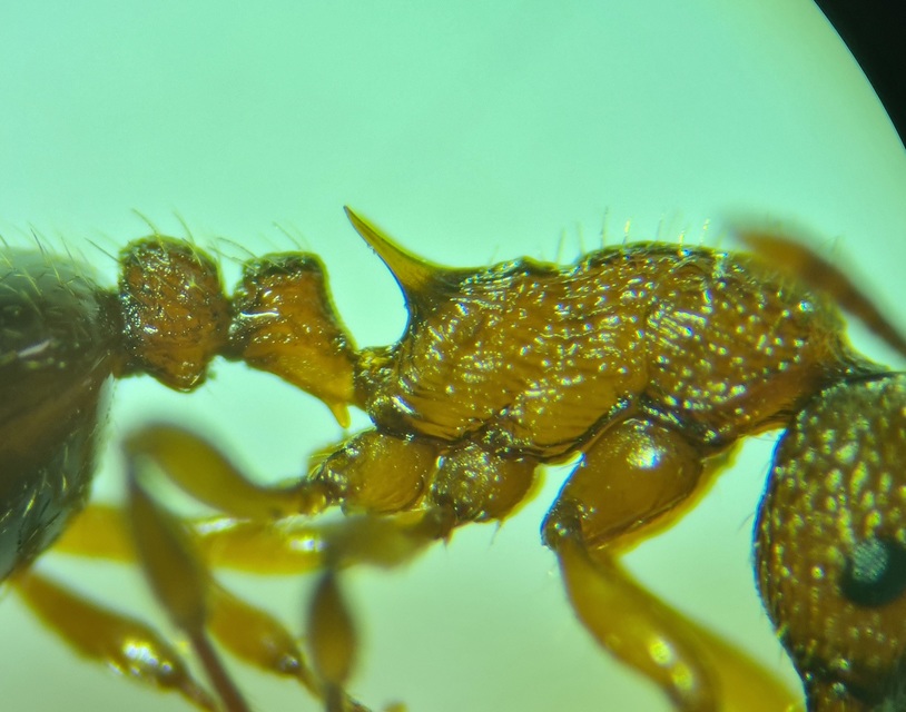 Myrmica sabuleti - gyakori bütyköshangya