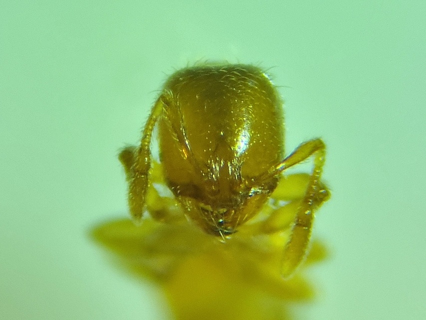 Solenopsis fugax - tolvajhangya