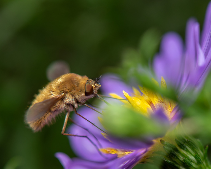 Bombyliidae - pöszörlégyfélék