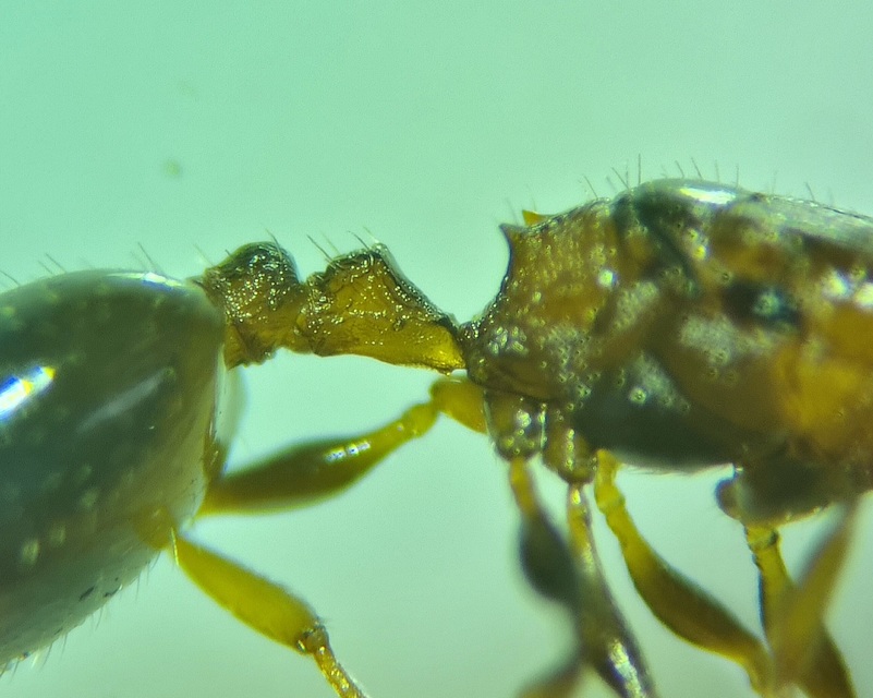 Temnothorax affinis - erdei kéreghangya