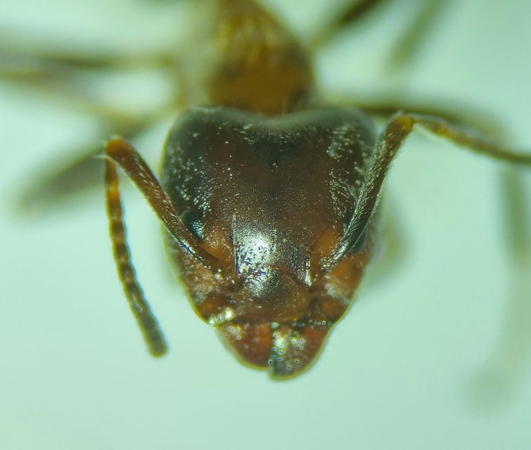 Liometopum microcephalum - tölgyfahangya