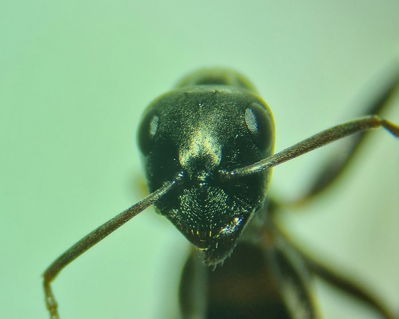 Formica fusca - kormos rabszolgahangya