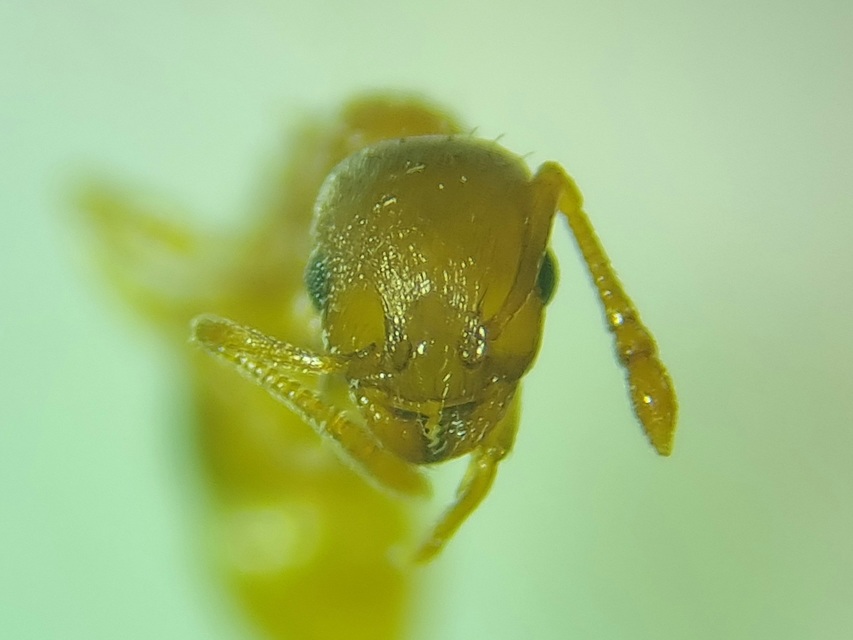 Temnothorax crassispinus - gubacslakó kéreghangya