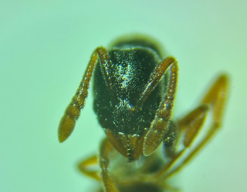 Ponera coarctata - fekete barázdáshangya