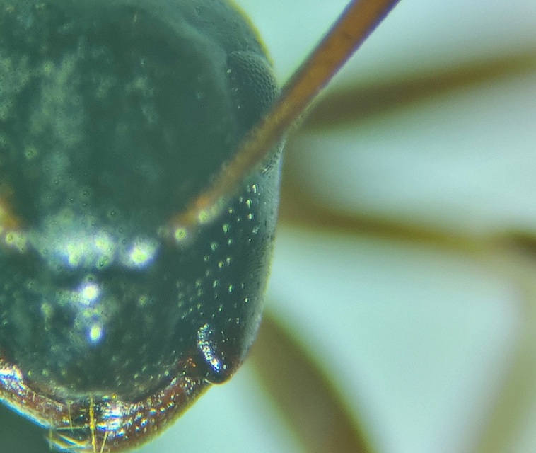 Camponotus fallax - ligeti lóhangya