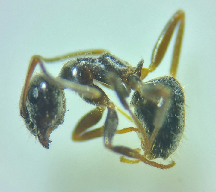 Lasius platythorax - erdei feketehangya