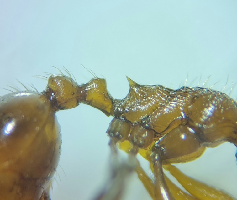 Myrmica rubra - közönséges bütyköshangya