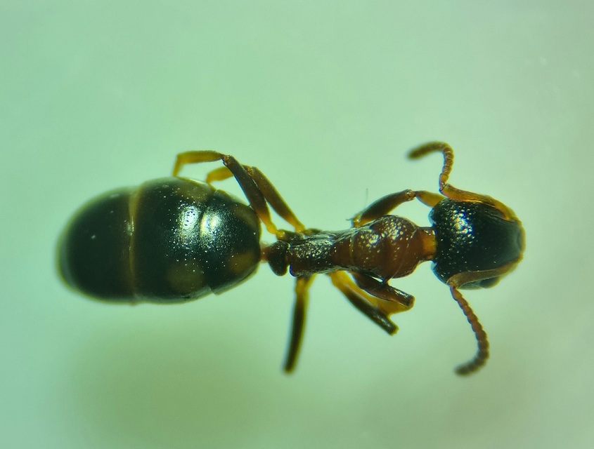 Dolichoderus quadripunctatus - négypettyes erdeihangya