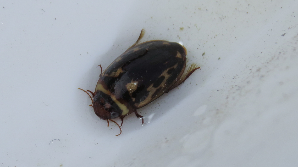 Platambus maculatus - tarka csíkbogár