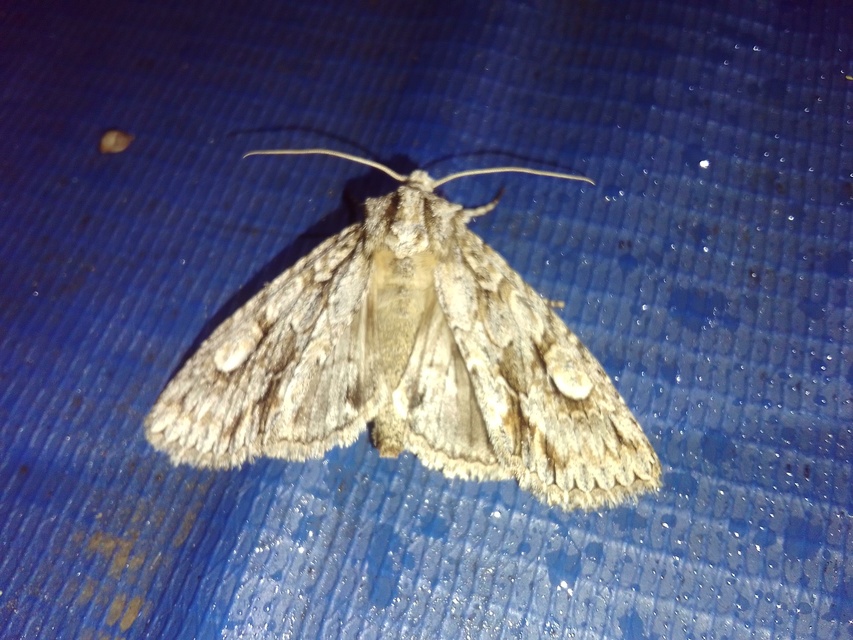 Meganephria bimaculosa - kétfoltos szilbagoly