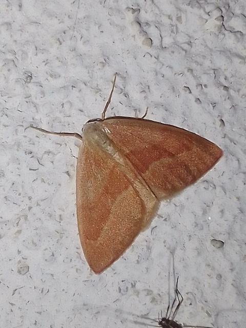 Hylaea fasciaria - erdeifenyő-sávosaraszoló