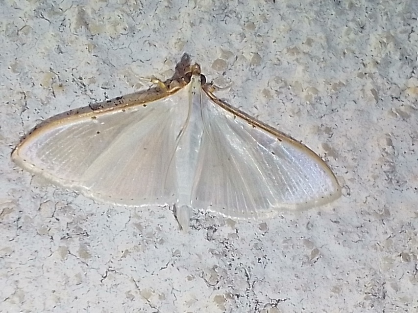 Palpita vitrealis - hófehér tűzmoly