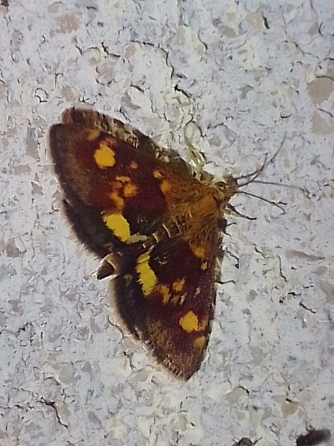 Pyrausta aurata - aranyló bíbormoly