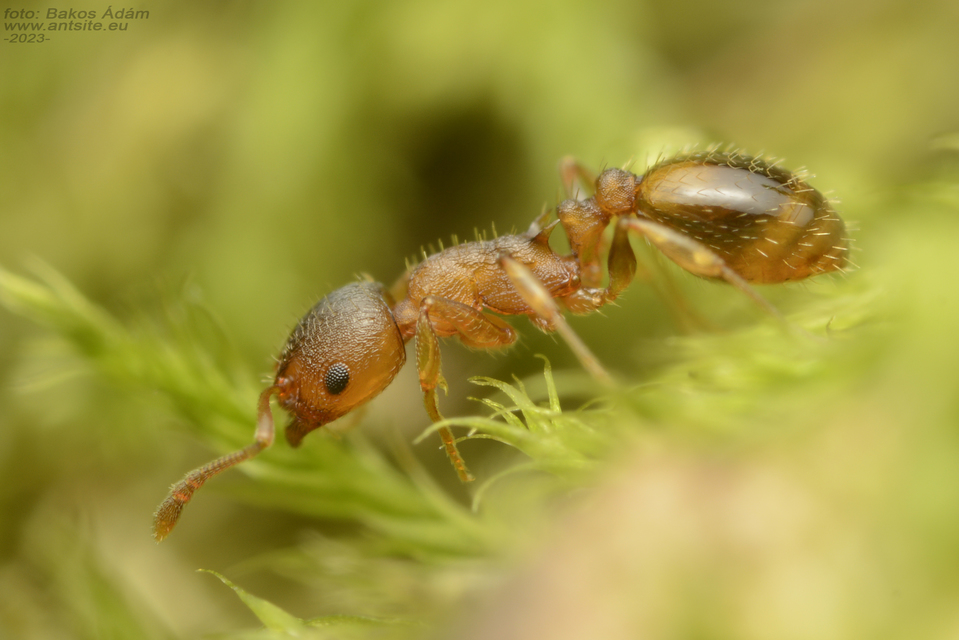 Temnothorax crassispinus - gubacslakó kéreghangya