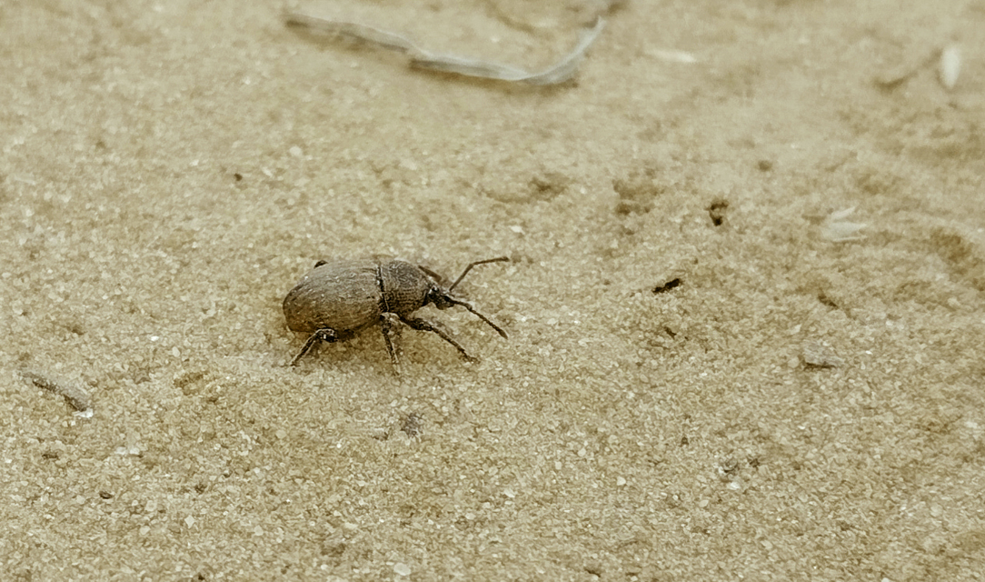 Otiorhynchus raucus - molyhos gyalogormányos
