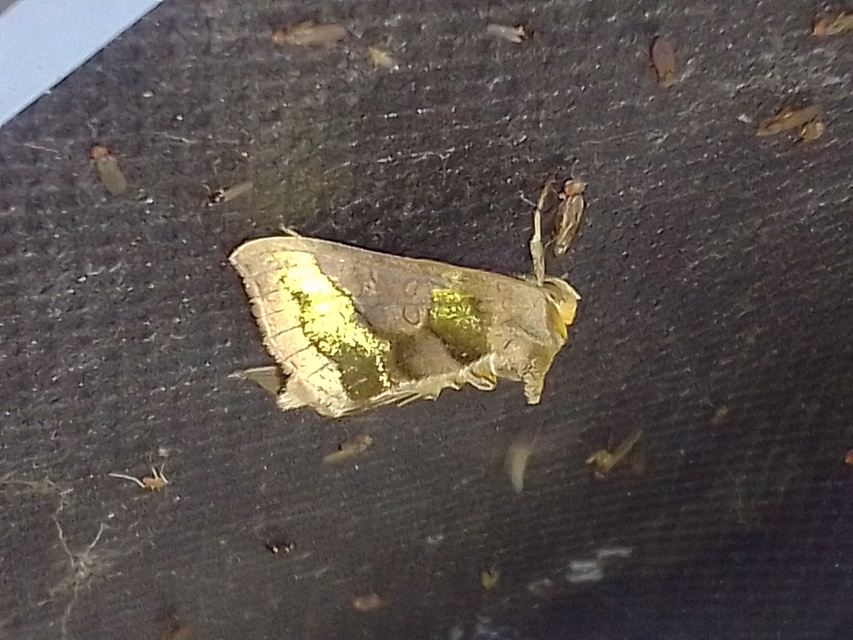 Diachrysia chrysitis - aranybagoly