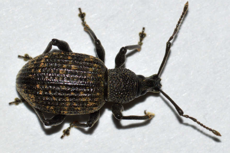 Otiorhynchus sulcatus - szálkás gyalogormányos