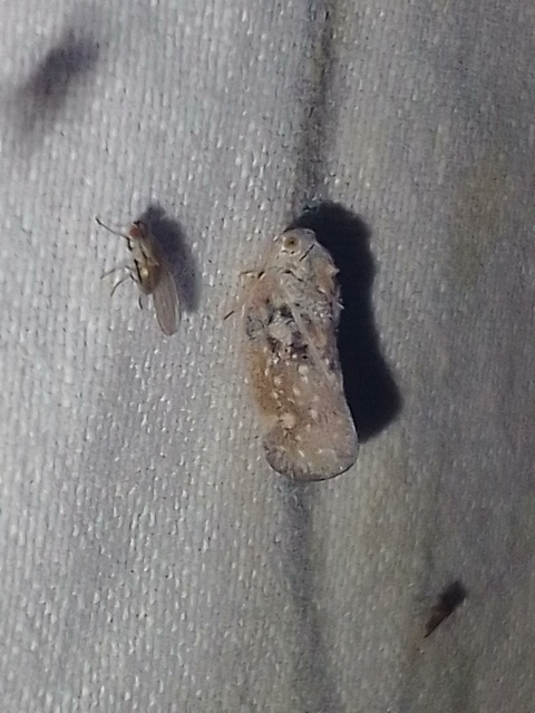 Metcalfa pruinosa - amerikai lepkekabóca