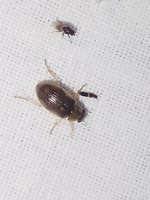 Berosus Berosus