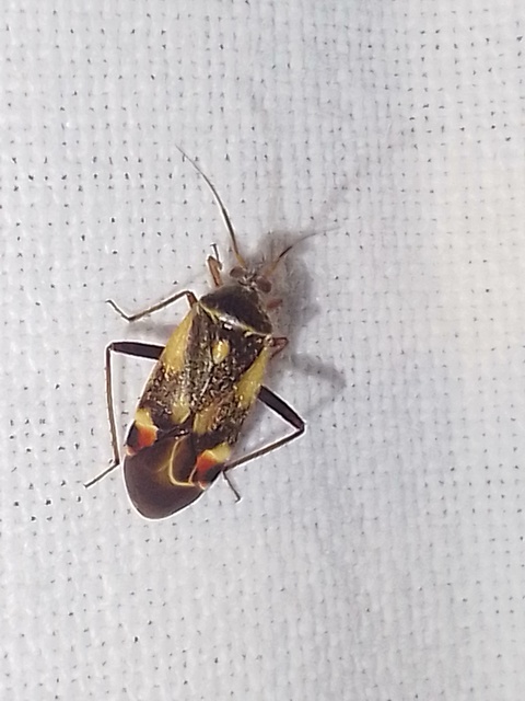 Polymerus Polymerus