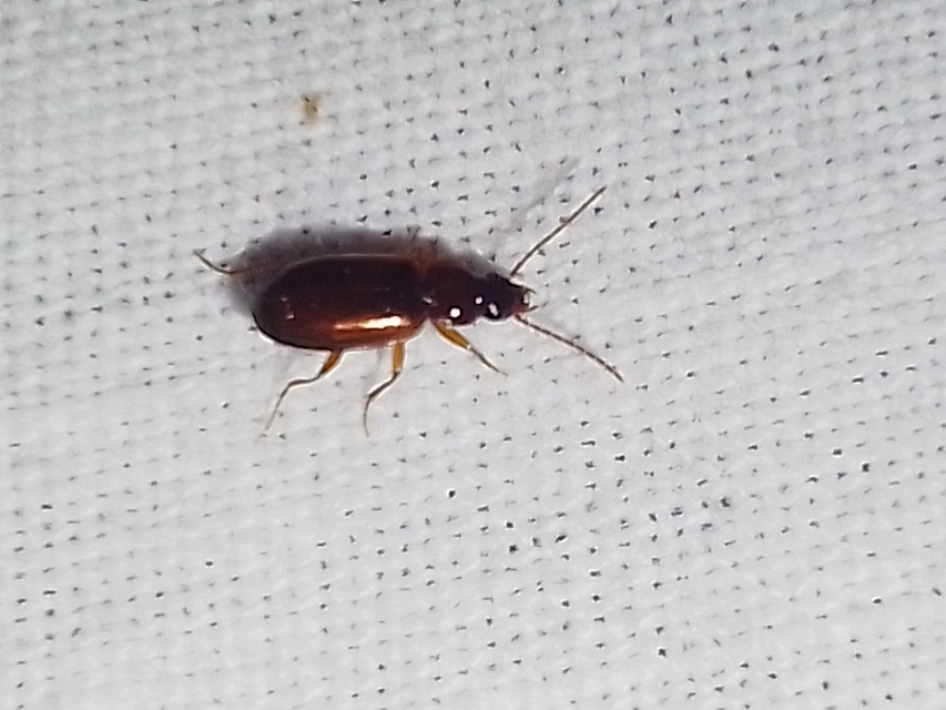 Trechus quadristriatus - közönséges fürgefutonc