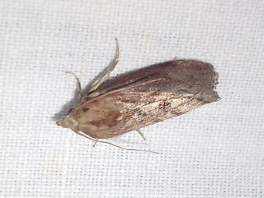 Galleria mellonella - nagy viaszmoly