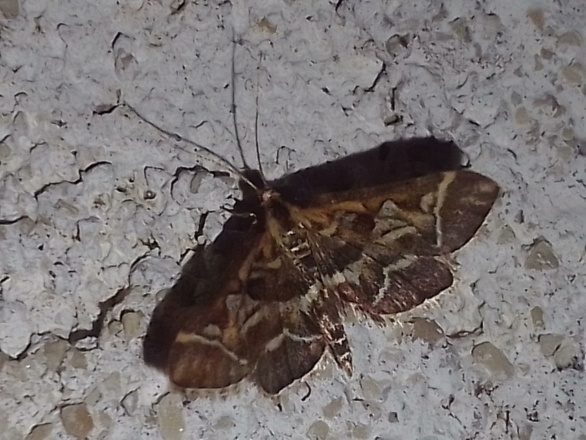 Diasemia reticularis - betűmintás tűzmoly