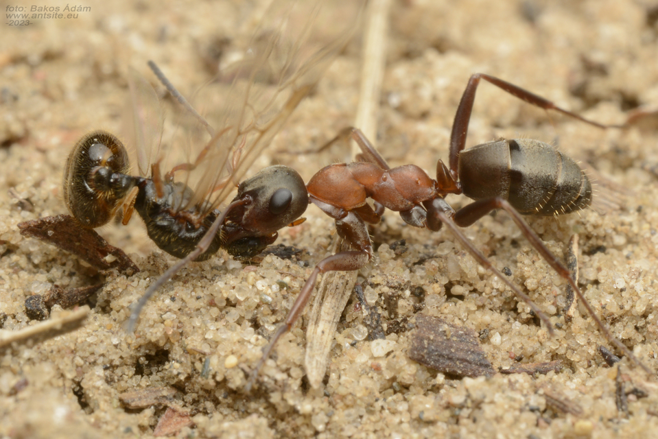 Formica rufibarbis - vörös rabszolgahangya