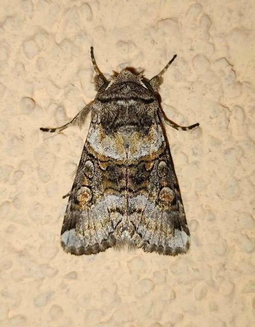 Cleoceris scoriacea - szürke liliombagoly