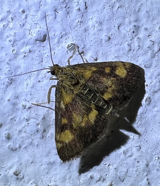 Pyrausta aurata - aranyló bíbormoly