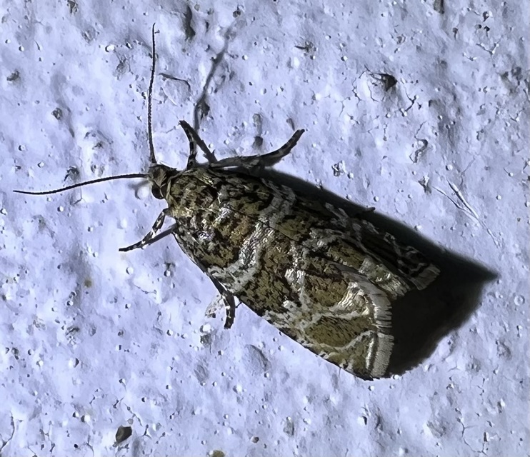 Celypha rivulana - dudvasodró tükrösmoly